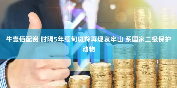 牛壹佰配资 时隔5年缅甸斑羚再现哀牢山 系国家二级保护动物